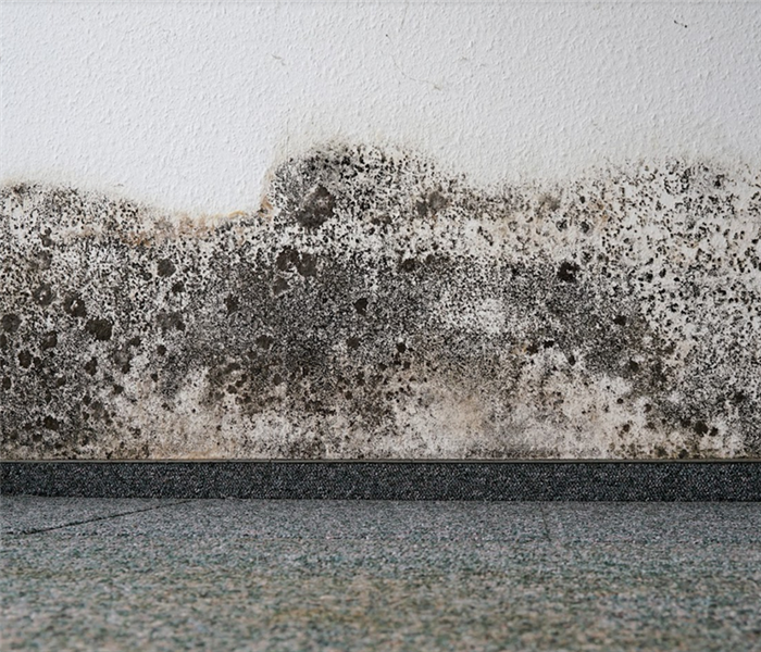 mold growing on the wall by the floor