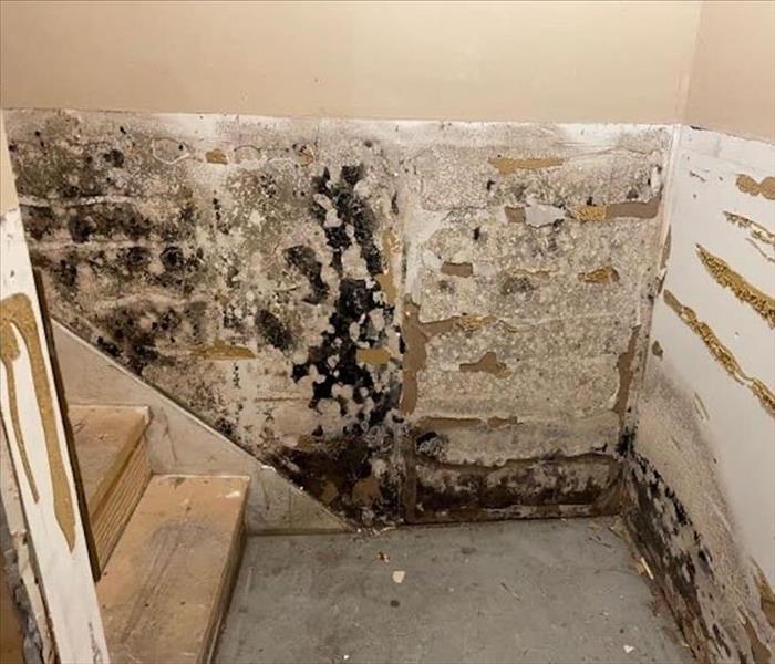 mold in basement