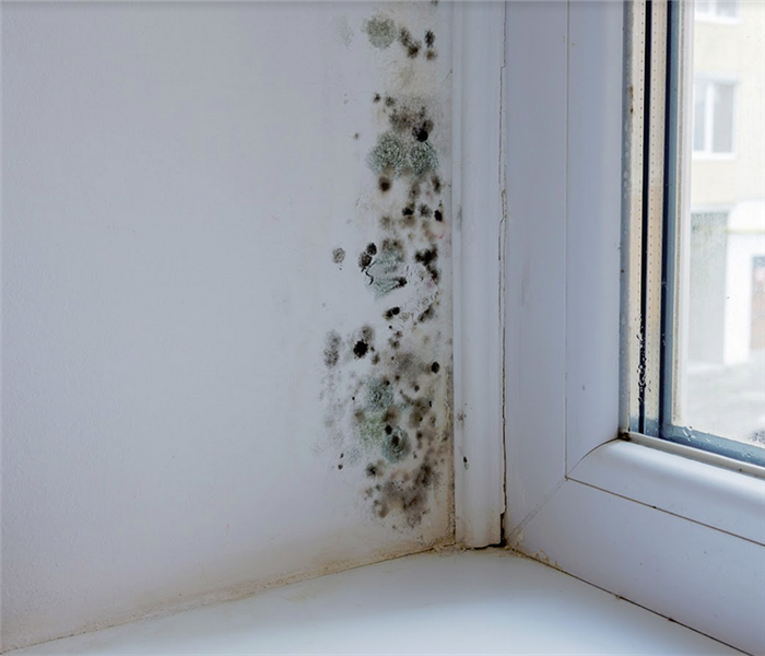black mold damage near window of an apartment